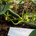 Descripció de les varietats de cogombres Babushkin secret f1, cultiu i cura