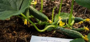 Opis odrôd uhoriek Babushkin tajné f1, pestovanie a starostlivosť