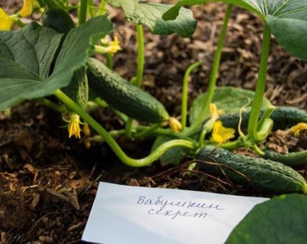 Beschrijving van komkommersoorten Babushkin geheime f1, groei en verzorging