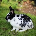Opis a vlastnosti králikov motýľov, pravidlá údržby