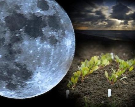 Calendrier lunaire du jardinier et du jardinier pour mars 2020, les meilleurs et les pires jours pour semer