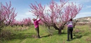 When and how to prune peaches to form a tree