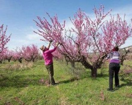 Kada ir kaip genėti persikus, kad būtų suformuotas medis