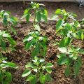 Qué alimentar a los pimientos después de plantarlos en el invernadero, qué fertilizantes y cuándo usar.