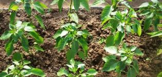 Cosa nutrire i peperoni dopo aver piantato in serra, quali fertilizzanti e quando usare