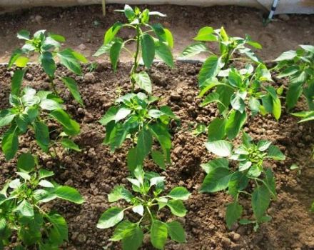 Ce să hrănești ardeii după plantarea în seră, ce îngrășăminte și când se folosește