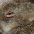 Ang mga pangalan at sintomas ng sakit sa mata sa mga rabbits, paggamot at pag-iwas
