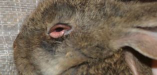 Nomi e sintomi delle malattie degli occhi nei conigli, trattamento e prevenzione