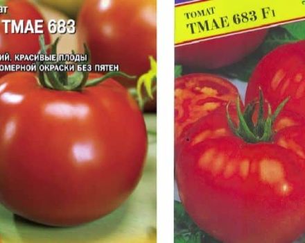 Description of tomato variety Tmae 683 f1 new from Japan