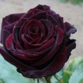 Descripció i característiques de les roses de màgia negra, plantació i cura