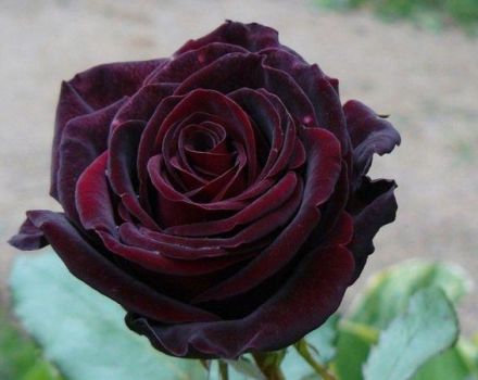 Opis a charakteristika čiernych magických ruží, výsadba a starostlivosť