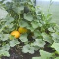 Formowanie, sadzenie, uprawa i pielęgnacja melonów w szklarni