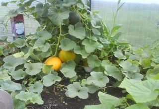 Formación, plantación, cultivo y cuidado de melones en invernadero