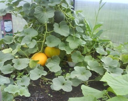 Formation, planting, cultivation and care of melons in the greenhouse