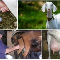 Ako dojiť kozu a funkcie starostlivosti, odborné rady