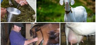 Ako dojiť kozu a funkcie starostlivosti, odborné rady