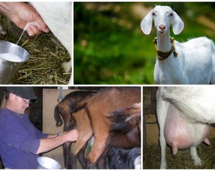 How to properly milk a goat and care features, expert advice