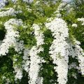 Planting and caring for spirea in Siberia and variety selection, cultivation and reproduction