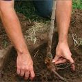How to properly plant cherry seedlings in spring, summer and autumn, care rules