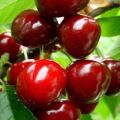 Descrizione delle varietà di ciliegie a frutto grosso, impollinatori, coltivazione e cura
