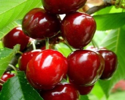 Descripción de variedades de cerezas de frutos grandes, polinizadores, cultivo y cuidado.