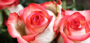 Kuvaus ja ominaisuudet Blush ruusut, hienovaraisuus kasvaa