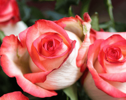 Descripció i característiques de les roses de blush, les subtileses del cultiu