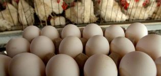 Gà thịt có đẻ trứng ở nhà và quy tắc nuôi chim không?