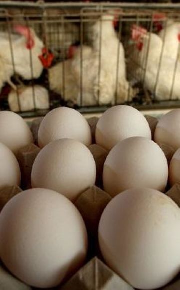 Legen Broiler zu Hause Eier und Regeln für die Vogelhaltung?