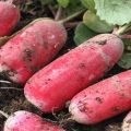 Paglalarawan ng iba't-ibang daikon Raspberry nectar, mga rekomendasyon para sa paglilinang at pangangalaga