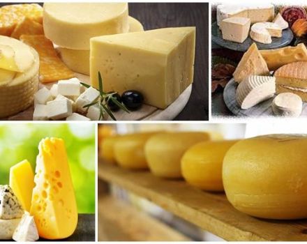 Top 4 tipi e nomi di formaggi di latte di pecora, benefici e rischi per il corpo