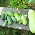 Is het mogelijk om courgette en komkommers naast hen te planten, hun compatibiliteit