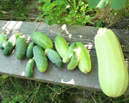 Er det muligt at plante zucchini og agurker ved siden af ​​dem, deres forenelighed
