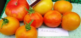 Pomidorų veislės ananasai aprašymas, auginimo ir priežiūros ypatybės