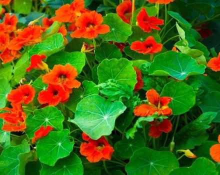 Description of 14 species and varieties of nasturtium, planting and care in the open field