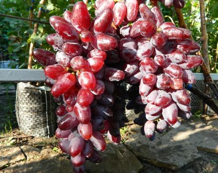 Opis i cechy odmiany winogron Bajkonur, cechy uprawy i historia selekcji