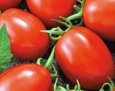 Beschrijving van de tomatenvariëteit Matador en zijn kenmerken