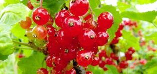 Descripción de las variedades de grosella roja Marmeladnitsa, plantación y cuidado.