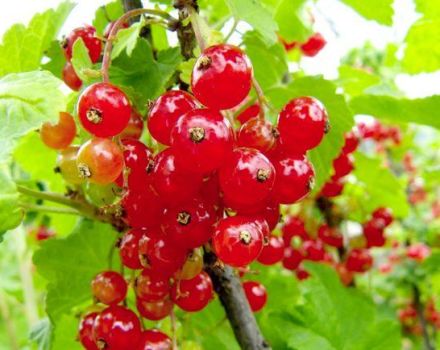 Descrizione delle varietà di ribes rosso Marmeladnitsa, semina e cura