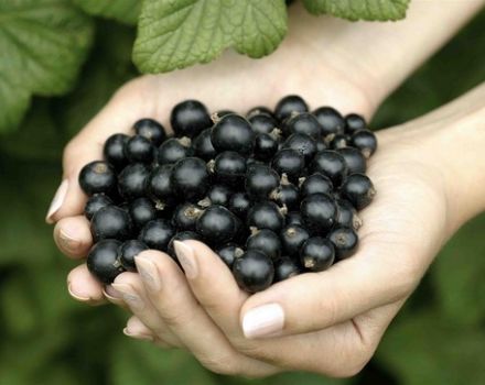 Useful properties and contraindications of black currant for the human body