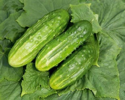 Beschrijving van de variëteit aan komkommers Overvloedig, kenmerken van teelt en verzorging