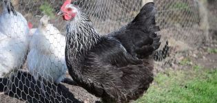 Description and characteristics of the breed of chickens Kotlyarevskaya, rules of maintenance