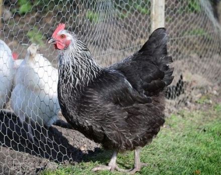 Description and characteristics of the breed of chickens Kotlyarevskaya, rules of maintenance