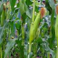 Technologie des Anbaus und der Pflege von Mais auf freiem Feld unter agrotechnischen Bedingungen