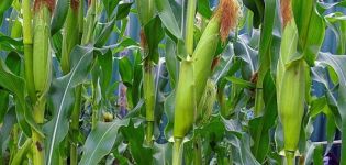Technologie de culture et d'entretien du maïs en plein champ, conditions agrotechniques