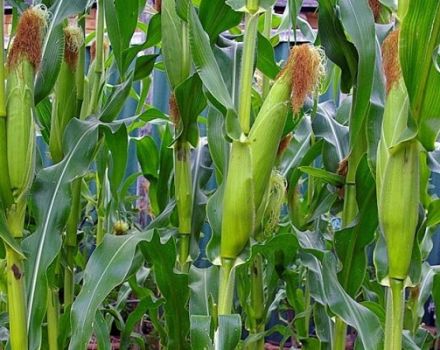Teknologi til dyrkning og pleje af majs i det åbne felt, agrotekniske forhold