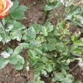 Priemonės, skirtos kovoti su miltligė ant rožių, ką daryti ir koks yra geriausias gydymas