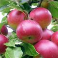 Opis sorte jabuka Super Prekos, uzgoj i prinos