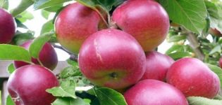 وصف تنوع اشجار التفاح سوبر بريكوس وزراعته والمحصول