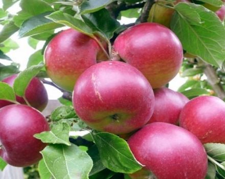 Beskrivelse af variationen af ​​æbletræer Super Prekos, dyrkning og udbytte